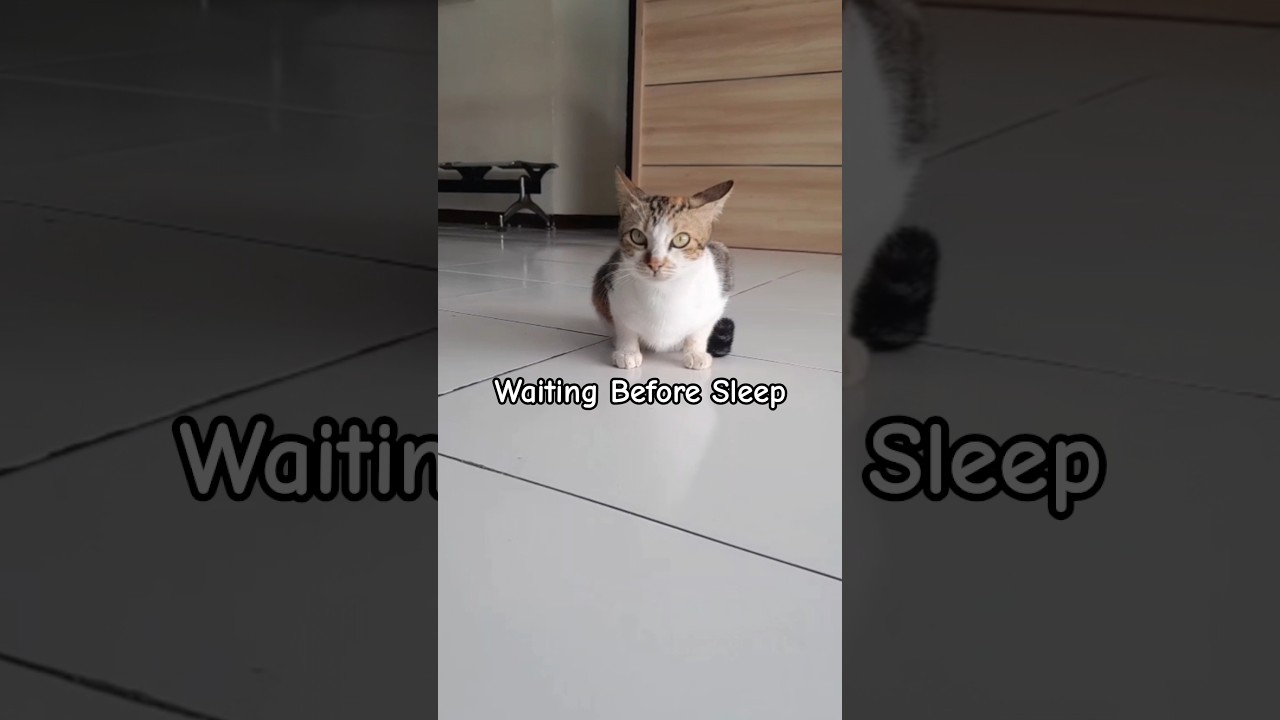Waiting Before Sleep - cat - cute - kitten - mpus - gato - catlovers - catshort - catlife - hungry