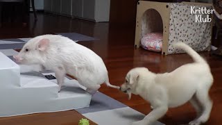 Angry Dogs Ready To Cook His Friend, Pig Part 2 Kritter Klub