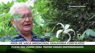 HERBOLISTERIA: SEPA DIFERENCIAR ENTRE LA PATA DE VACA MEDICINAL Y ORNAMENTAL