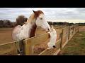 Cats And Horses Have Interactions Too You KnowЁЯШВ ЁЯШВCute Animals Videos Cats And Horses Have Interactions Too You KnowЁЯШВ ЁЯШВCute Animals Videos