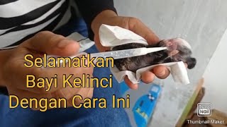 Menyusui Bayi Kelinci Dengan Susu Formula