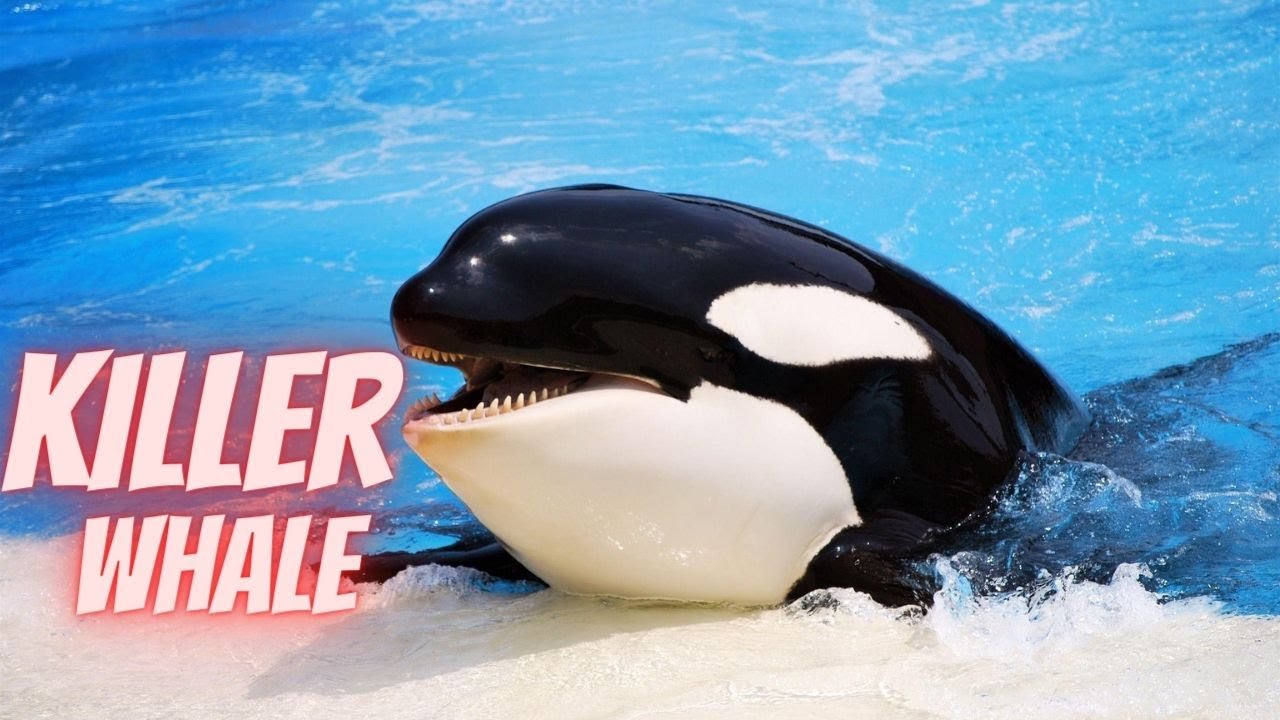 Discover the Majestic World of Killer Whales - YouTube