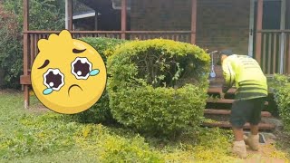 Hedge Trimming Compilation #satisfyingvideo #asmr