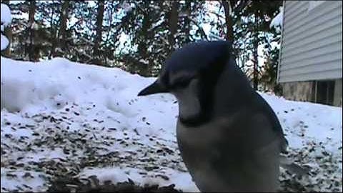 Audio Visual Catnip- January 2015