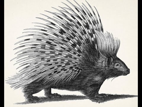 How to draw African Porcupine pencil drawing step by step - YouTube