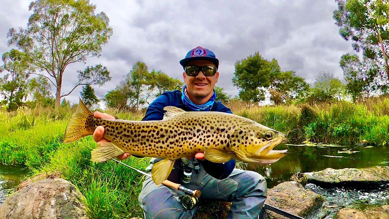 Fly Fishing for Big Brown Trout on South West Victorian Rivers - YouTube