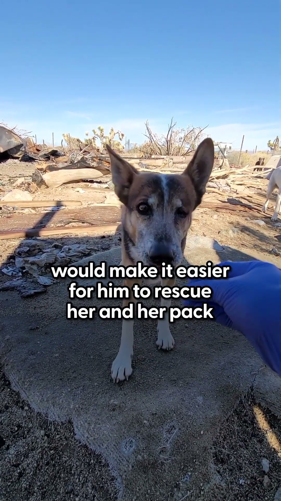 Guy Spends 7 Months Rescuing Dogs From The Desert | The Dodo