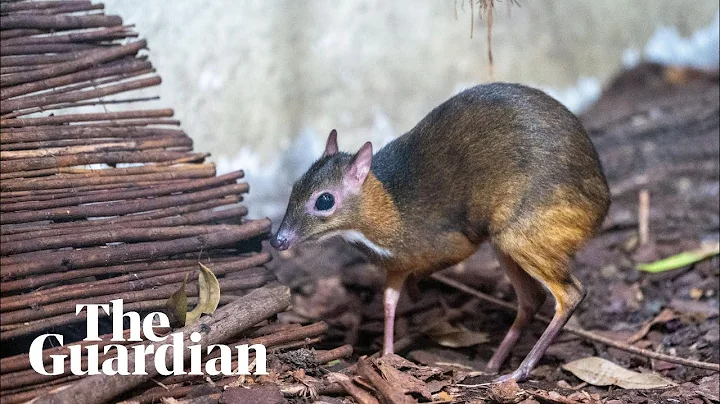 Java mouse-deer that stands just 10cm high takes first steps at Warsaw Zoo - DayDayNews