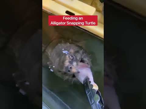 Feeding An Alligator Snapping Turtle vs Common Snapping Turtle!!! 😱 #shorts #turtle