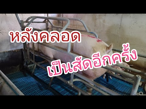 แม่สุกรหลังคลอดลูก กี่วันถึงเริ่มกลับมาเป็นสัดอีกครับ
