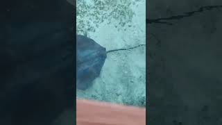 Kite Fish | Water villa | Beach villa | Medhufushi Island Resort | Maldives | Sea | Ocean