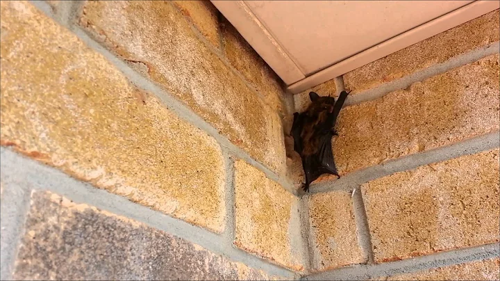 Bat Enters Home Through Smallest Opening - DayDayNews