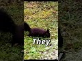 Squirrel is on a Mission - Drakonarus