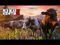 AS VACAS FORAM ROUBADAS - Recuperando vacas roubadas - Red Dead Redemption 2