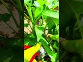 cutting fresh green water spinach stems using sharp pruning shears in a garden during daytime