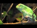 'Avatars of Gaia' - Frog attack skeleton