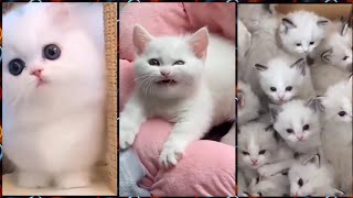 Funny Angry Kittens Compilation | Animals #47 by Daily Dose of Entertainment 94 views 2 years ago 4 minutes, 8 seconds