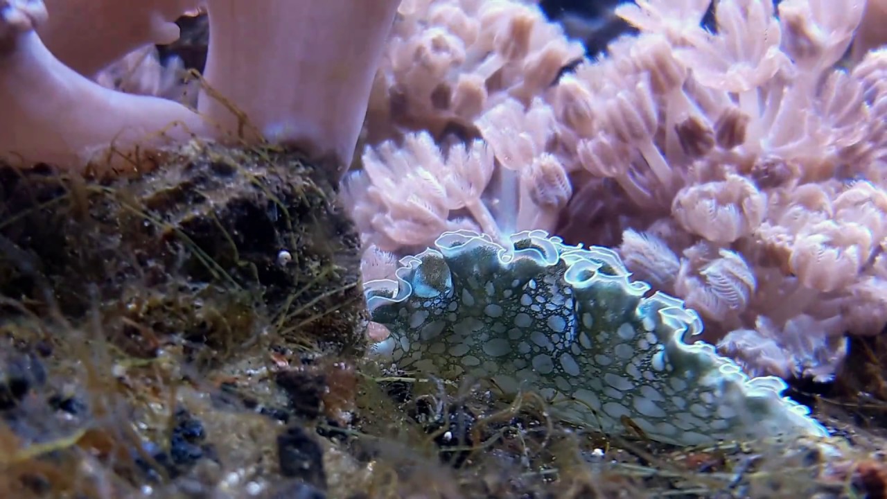 Lettuce Nudibranch in the Xenia Garden YouTube