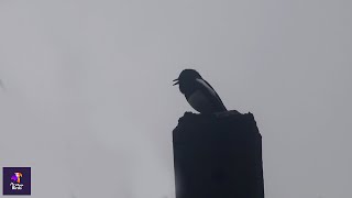 Enchanting Oriental Magpie-Robin Bird Song in Rain | Tranquil Nature's Melody | Copsychus saularis