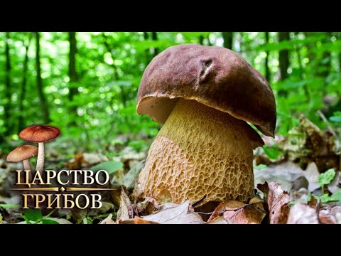 Определитель грибов. Царство грибов