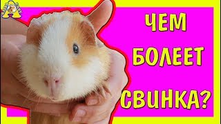ЧЕМ БОЛЕЕТ МОРСКАЯ СВИНКА? / ЧТО ДЕЛАТЬ? / НОВОСТИ КАНАЛА / Meerschweinchen / не бед бар АЛИСА ИЗИ ЧЕМ БОЛЕЕТ МОРСКАЯ СВИНКА? / ЧТО ДЕЛАТЬ? / НОВОСТИ КАНАЛА / Meerschweinchen / не бед бар АЛИСА ИЗИ