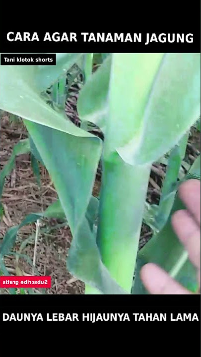 cara agar tanaman jagung daunya lebar daunya hijau tahan lama #Shorts