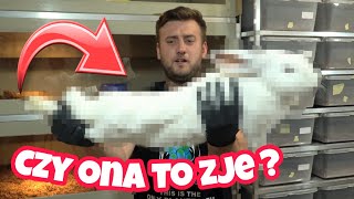 TO BĘDZIE NAJWIĘKSZY POSIŁEK W JEJ ŻYCIU ➡️ CZY DUŻY PYTON SOBIE PORADZI ❓