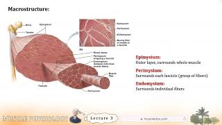 Muscle Physiology, Lecture 3: Skeletal Muscle Structure