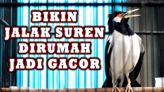 JALAK SUREN GACOR yang PUNYA JALAK SUREN RUMAHAN PASTI IKUT KOAR KOAR  #jalaksurengacor