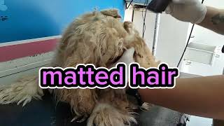 @alvinsavillanovlog#omg grooming a very matted cocker spaniel dog #beautiful#pets lovers #pets#dubai