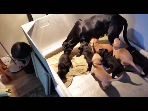 Weaning pups, 29 days old