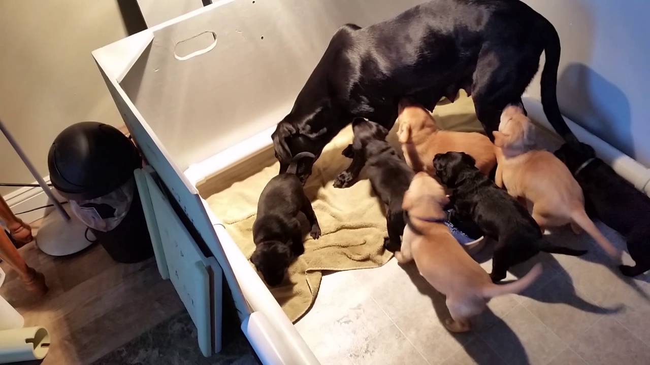 Weaning pups, 29 days old