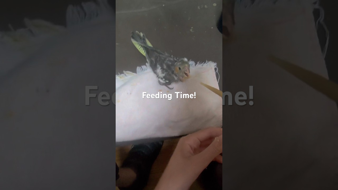 Hand Feeding Baby Coaktiels
