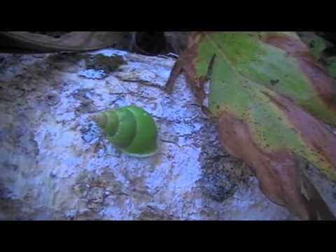 new guinea nuova napoli Papua New Guinea Manus Green Snail Video.m4v