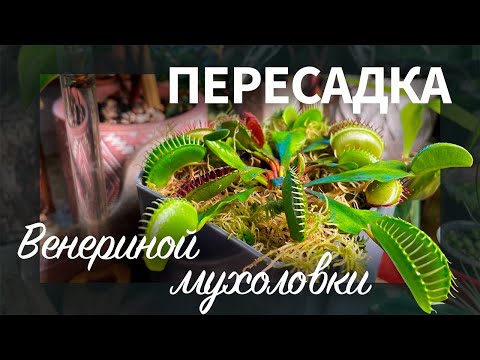 Пересадка венериной мухоловки