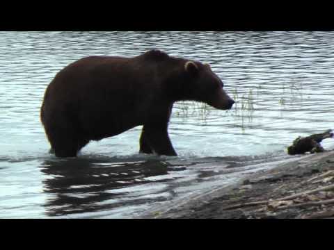 Alaska הדובים ודגי הסלמון
