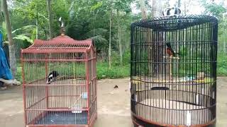 Download Lagu Duel sengit Murai batu vs Kacer MP3