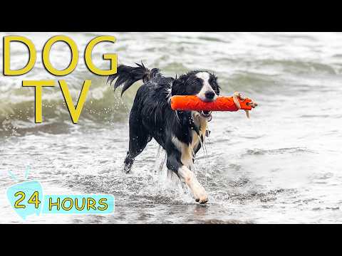 DOG TV: Videos Relax & Anti-Anxiety to Keep Dogs Calm & Happy All Day a Home Alone - Music for Dogs
