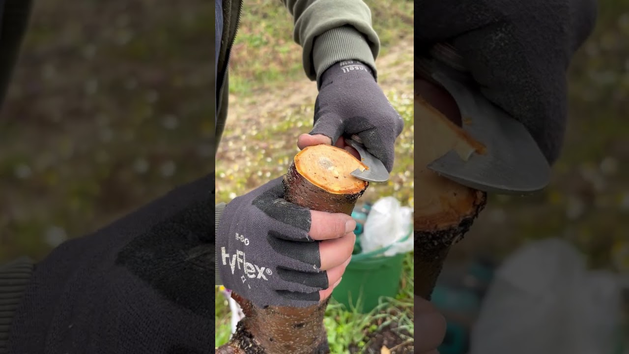 Delice bademlere çeşit değiştirme yarma tekniğiyle kayısı aşısı APRICOT Grafting