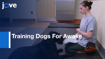 Training Dogs For Awake, Unrestrained Functional Magnetic Resonance Imaging l Protocol Preview