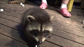 Monday 12 Baby Raccoons Cooling Off At The Diner