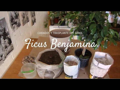 cuidados domiciliarios para ficus Benjamina Natasha