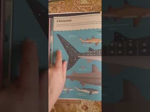 Без ума от акул