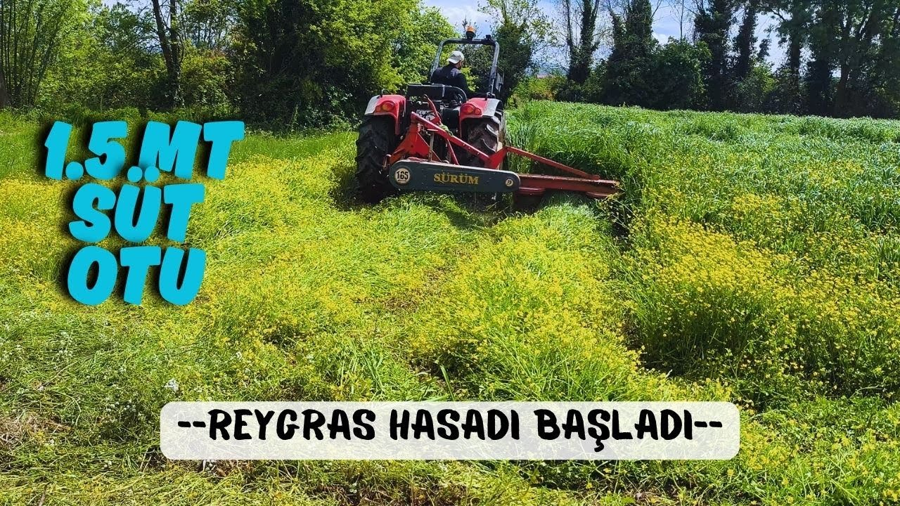 REYGRAS HASADI BAŞLADI / YÜKSEK VERİM / OTLARIN BOYU 1.5 MT GEÇTİ  ZOR BİÇİM ......