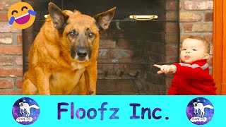 What is This? - The Funniest Guilty Dogs! by Floofz Inc. 237 views 2 years ago 9 minutes