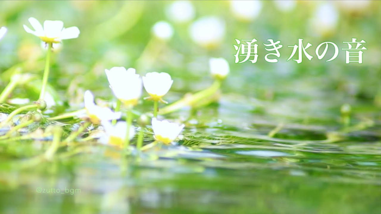 バイカモの湧水 癒しの水音 Relaxing Nature Ambience for Sleep 【Nature Sounds ASMR 3h】自然音