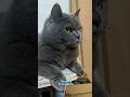 Cat, Get Out of the House Right Now! 😹🐱🚪😂 #cat #catvideos #funny #youtubeshorts #shorts #comedy