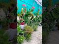 पोधों का नशा बढ़ता ही जाता है 😲🫠#villagelife #houseplants #greenrooftop #ytshorts