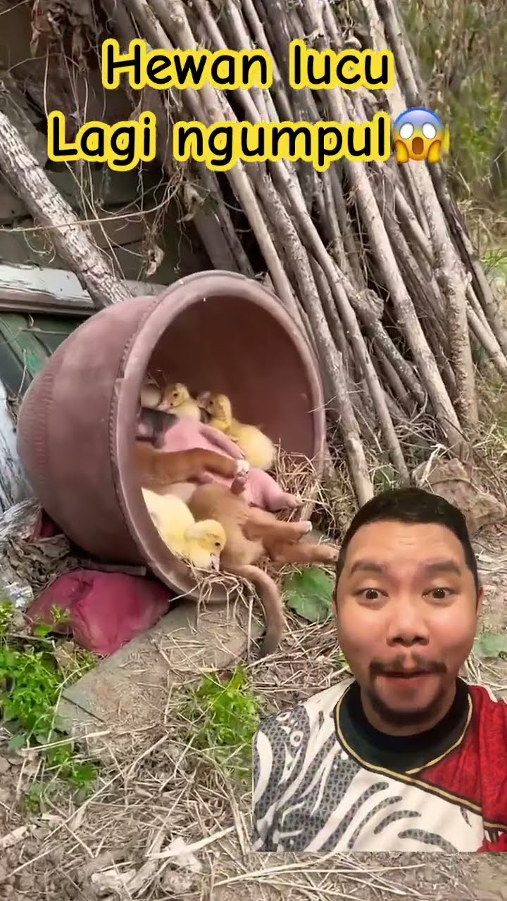 HEWAN LUCU DI DALAM POT!!?? #shortsfeed #funny #animals #fun #shorts