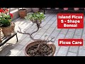 S  shape island ficus bonsai care  ficus plant care tips  homemade